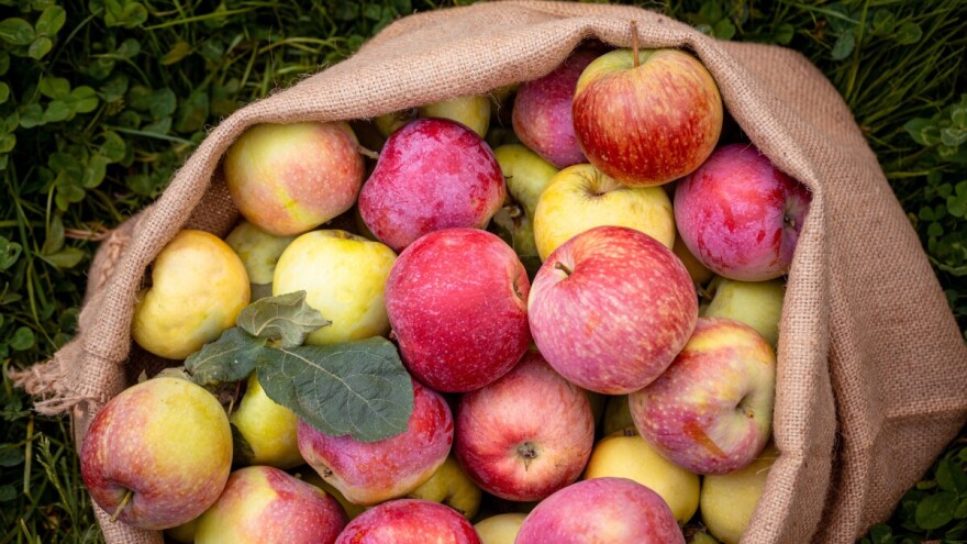Nove kasne sorte jabuka