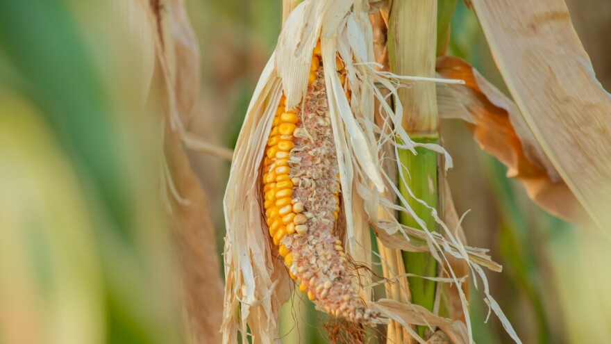 U Posavskom kantonu proglašeno stanje prirodne nesreće zbog suše
