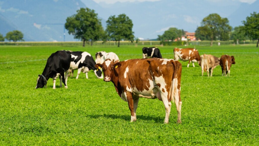 Krave rekorderke iz Prnjavora i Dervente: Holštajnka nadmašila 15.000 litara mlijeka