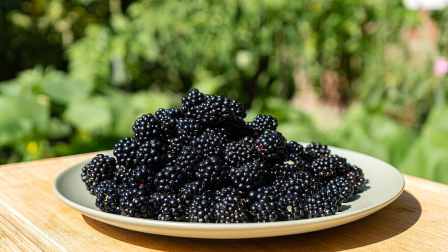 Bobice iz BiH u hrvatsko vino za kinesko tržište