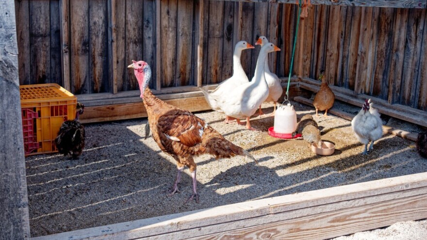 Španija naređuje uzgoj peradi u zatvorenom prostoru zbog porasta rizika od ptičje gripe