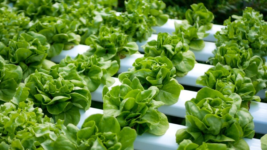 Hidroponski sistemi uzgoja biljaka