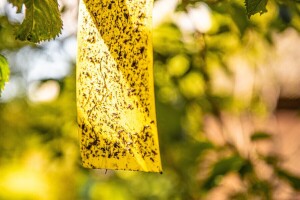 Štetnici padaju na miris i boju: Kako feromoni spašavaju urod?