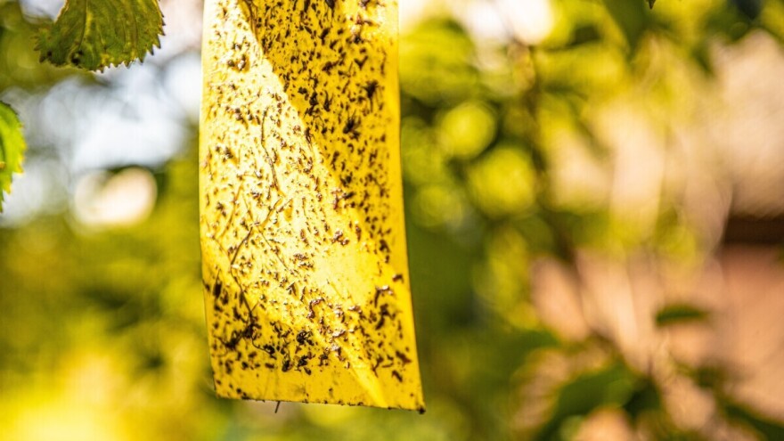 Štetnici padaju na miris i boju: Kako feromoni spašavaju urod?