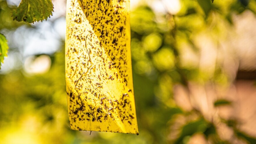 Štetočine padaju na miris i boju: Kako feromoni spašavaju urod?