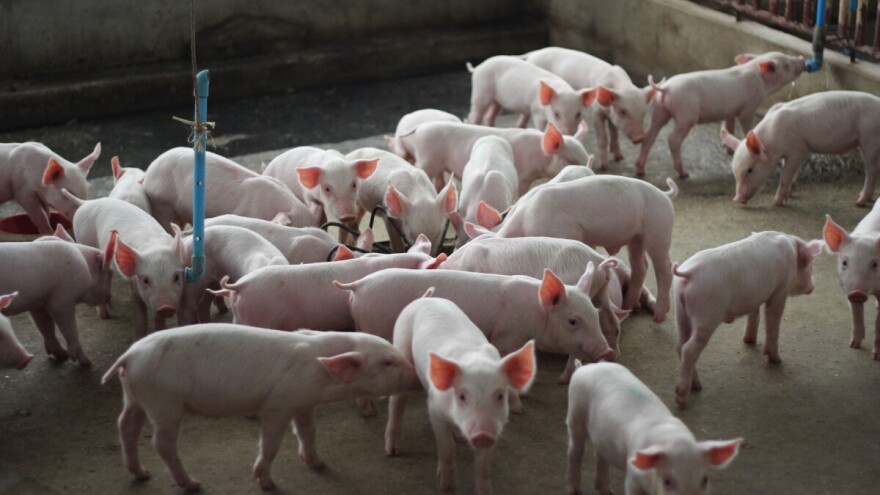 Zlostavljanje životinja na farmi, britanski div svinjetine gubi milijunske ugovore