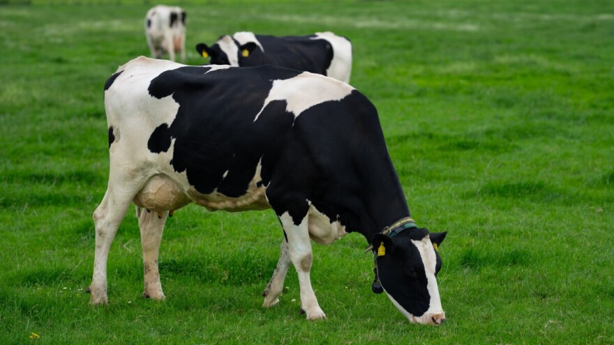 Paziti na kravu, dobiti mnogo mlijeka