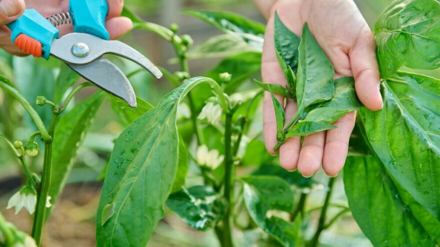 Ne zanemarujte ovu fazu: Formiranje glavne račve i koraci za zdravu i rodnu papriku
