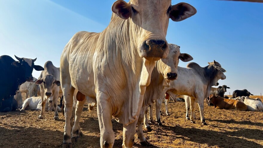 Cjelogodišnji uzgoj goveda na otvorenom