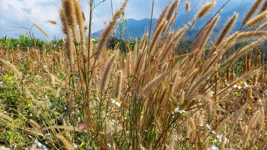 Počinje projekt čišćenja zapuštenih zemljišta i prevencije požara vrijedan 10 milijuna eura