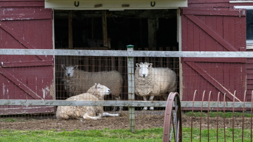 Penzioneru ukrali šest jagnjadi: "Kakvi su mi dobri bili, velika je šteta"