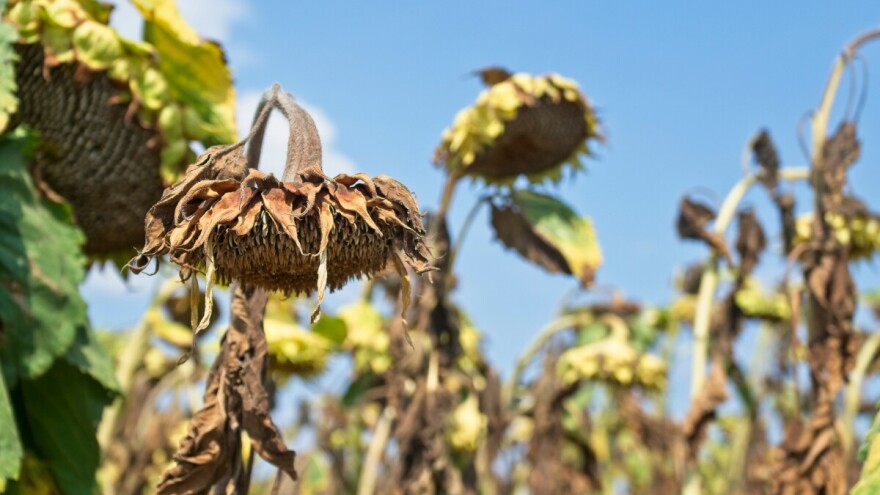 Iako je kiša osvježila poljoprivredne kulture, potrebne su nove padavine