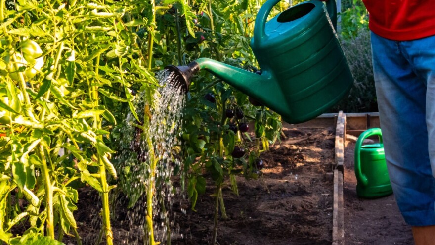 Nije bolest nego nepravilno zalijevanje - evo šta radite biljkama kada ih kvasite po listovima