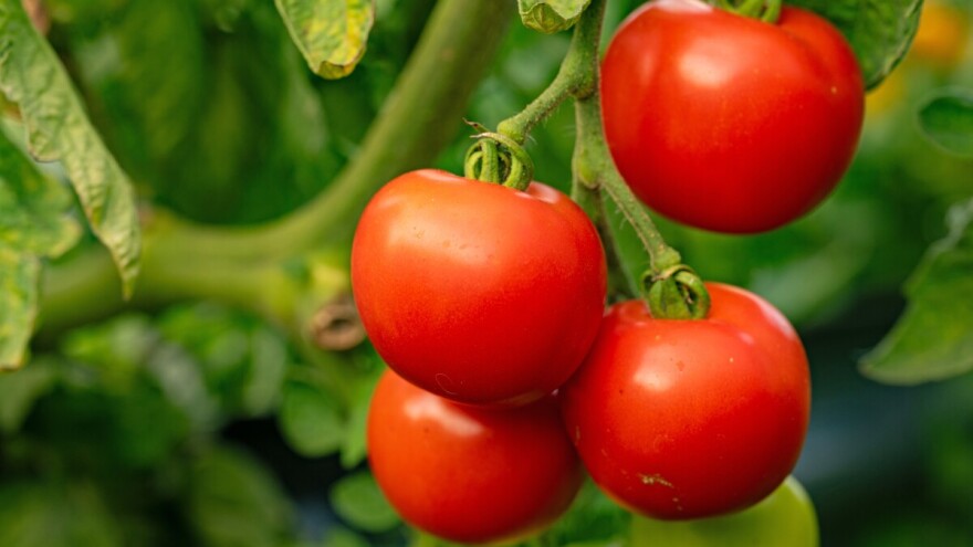 Štitasti moljac ili bijela mušica