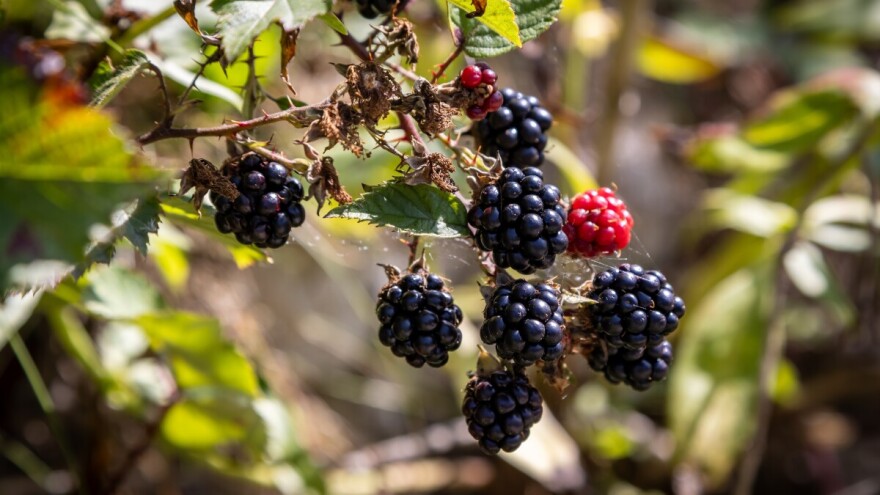 Proizvodnja kupine u ekološkom sustavu proizvodnje
