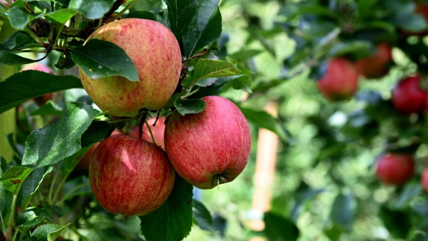 Sorte jabuka za uzgoj na okućnici