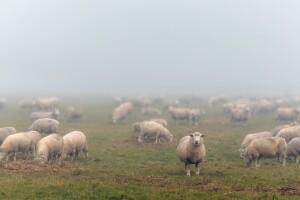 RHMZ: Narednih dana maglovito, uz temperature do 15 °C