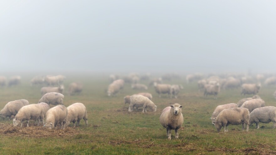 RHMZ: Narednih dana maglovito, uz temperature do 15 °C