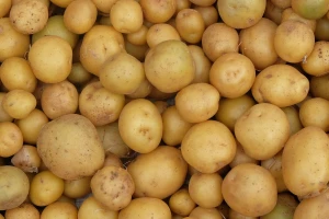 Sadnja, uzgoj krumpira i primjena Plants Protector Thiofera