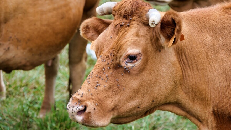 Znate li za koga se kaže "muva orala volu na rogu stojeći"?