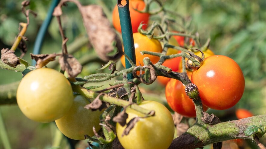 Smrdljivi martin napada rajčicu: Neprijatelj broj 1 plodova u zrenju - evo kako ga suzbiti