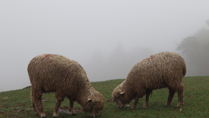Potvrđen antraks kod dvije ovce na području Sokoca