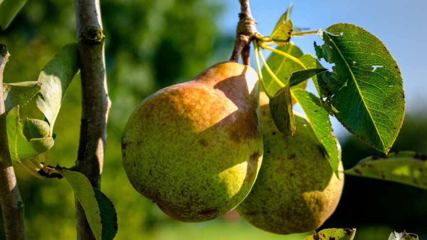 Rezidba zapuštenih voćaka