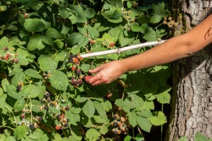 Počela sezona otkupa šumske kupine: Koja je cijena?