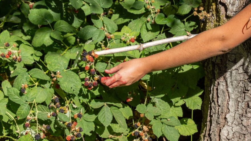 Počela sezona otkupa šumske kupine: Koja je cijena?