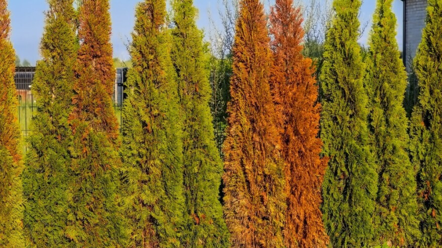 Suši vam se tuja? Promatrajte je, sama će "odati" zašto