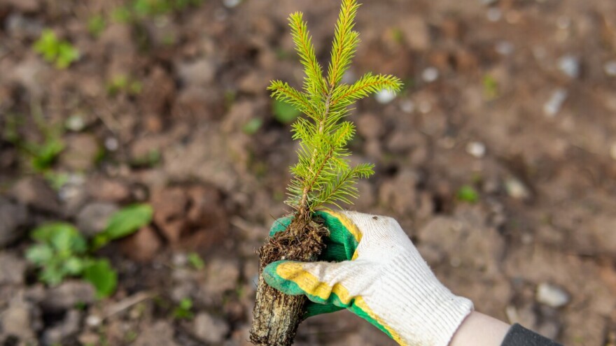Zasadi i ti svoje drvo: U subotu velika akcija pošumljavanja u Konjicu