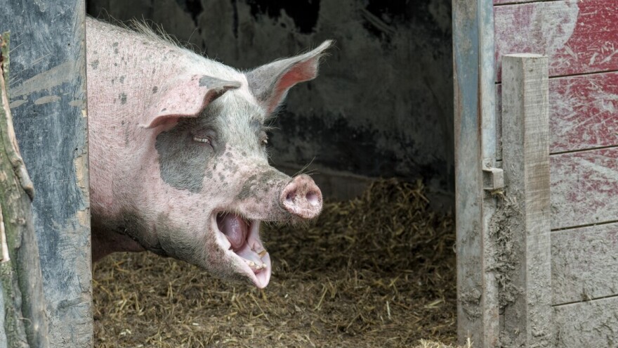 Na području Vlasenice potvrđena afrička svinjska kuga