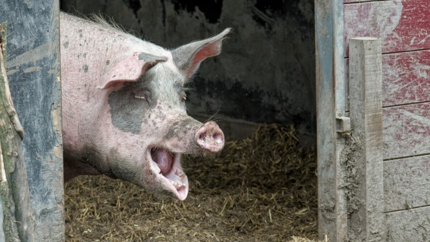 Novo žarište afričke svinjske kuge u Semberiji i Milićima