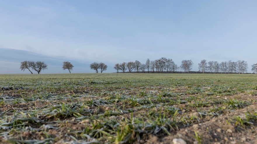 Hoće li pojava golomrazice ugroziti ozime kulture?