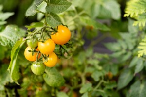 Paradajz na Galapagosu "evoluira unazad": Naučnici otkrili mogući slučaj povratne evolucije