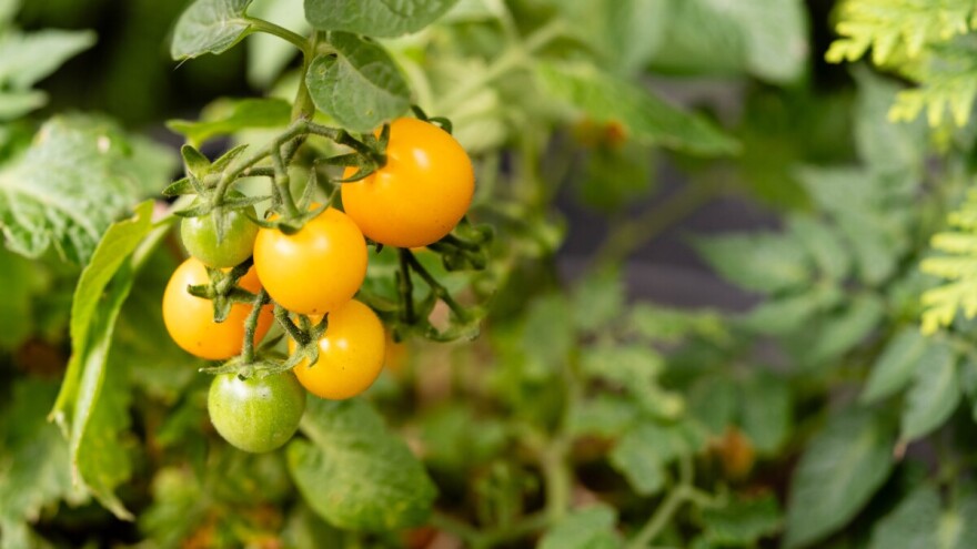 Rajčice na Galapagosu “evoluiraju unatrag”: znanstvenici otkrili mogući slučaj povratne evolucije