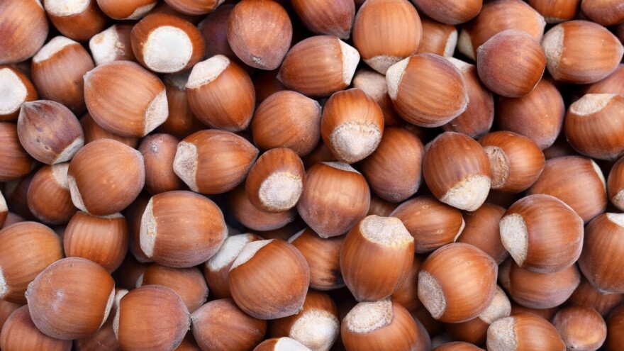 Važniji štetnici i bolesti lijeske