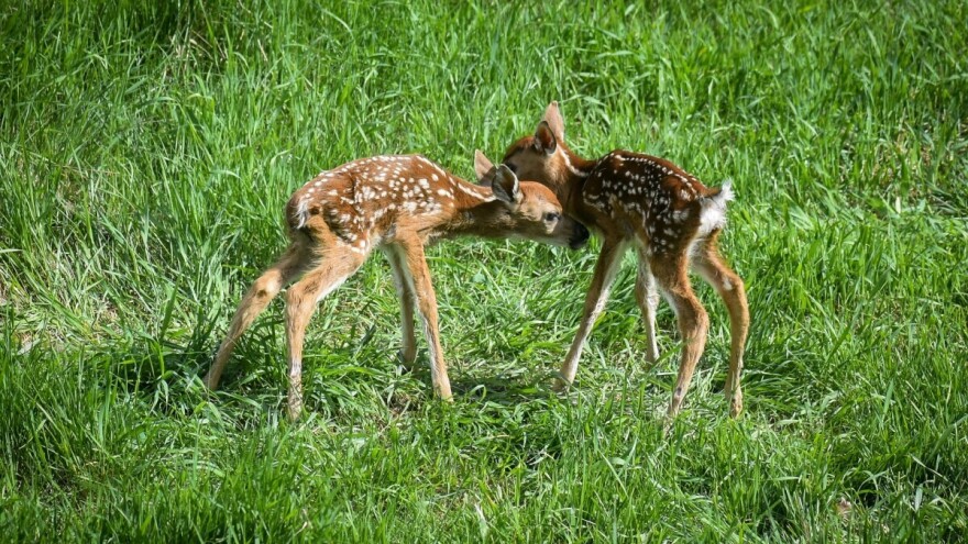 Lovci carskim rezom spasili dva laneta nakon što im je majka teško stradala