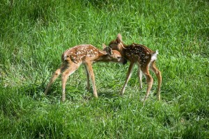 Lovci carskim rezom spasili dva laneta nakon što im je mama teško stradala