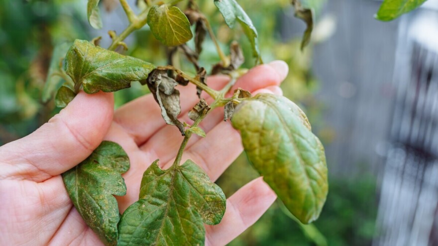 Plamenjača i pepelnica: U plasteničkoj proizvodnji paradajza nema prostora za improvizaciju