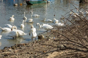 Žarišta ptičjeg gripa na pet lokacija u Srbiji - kojim?