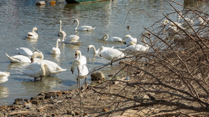 Žarišta ptičjeg gripa na pet lokacija u Srbiji - kojim?