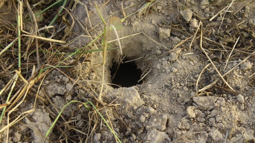 Glodavci haraju poljima, suzbijanju pomaže dubinska obrada tla