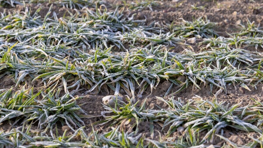 Zašto biljkama treba mraz za rast?