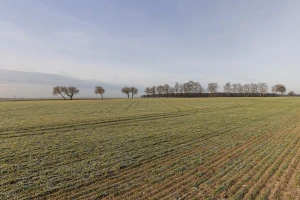 Nema opasnosti od dugotrajnije golomrazice
