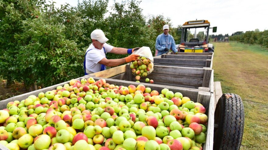Europske zalihe jabuka i krušaka manje nego prošle godine