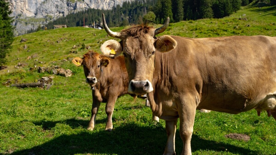 Medvjed usred dana ubio kravu kod Bugojna: "Tuguju i ostale, ne možete vjerovati"