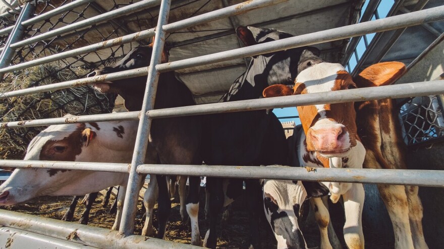 Objavljena nova Naredba o mjerama sprječavanja slinavke i šapa te kuge malih preživača