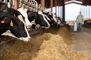 Isplaćeno 3,3 milijuna eura za obnovu proizvodnog potencijala u mljekarskom sektoru