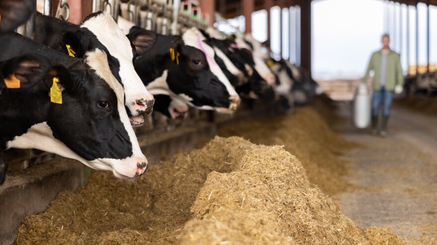 Isplaćeno 3,3 milijuna eura za obnovu proizvodnog potencijala u mljekarskom sektoru